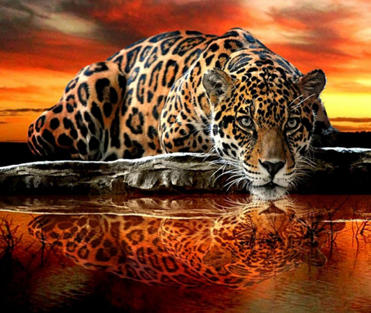 Leoparden-Sonnenuntergang