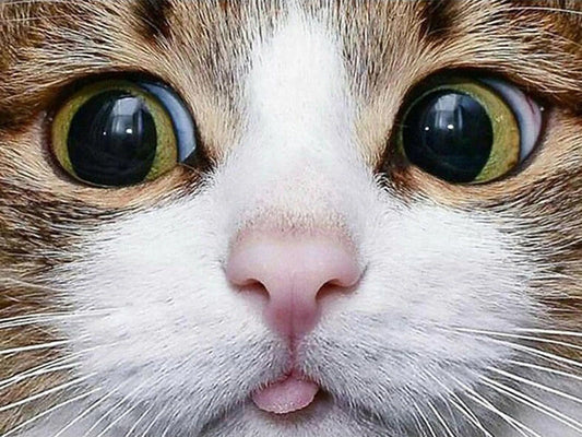 Cat with tongue