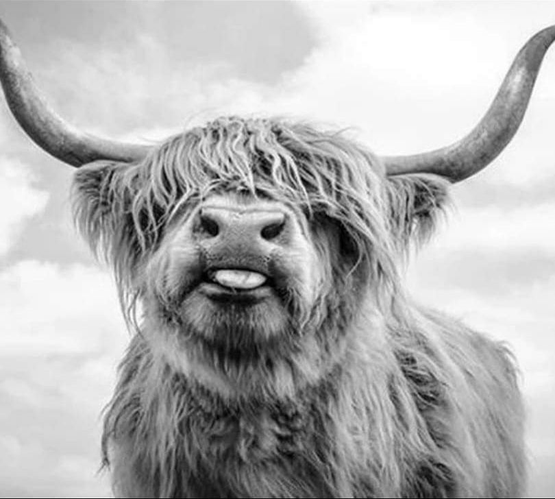 Highlander Graustufen