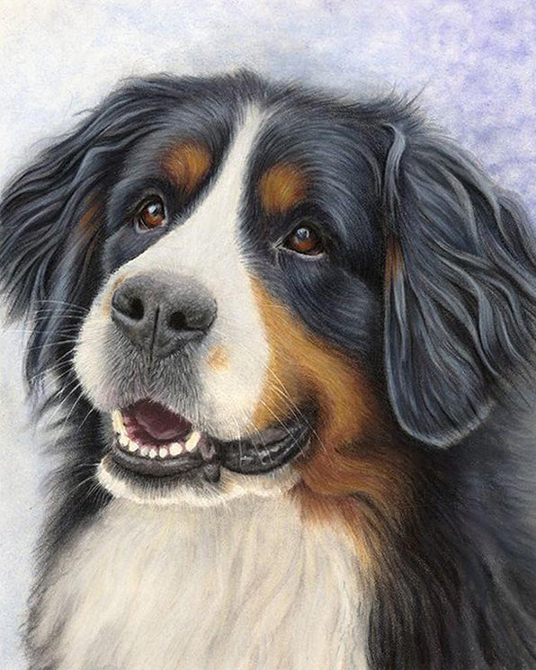 Bernese mountain dog portrait