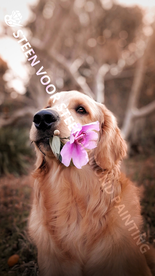 Hund Golden Retriever mit Blume