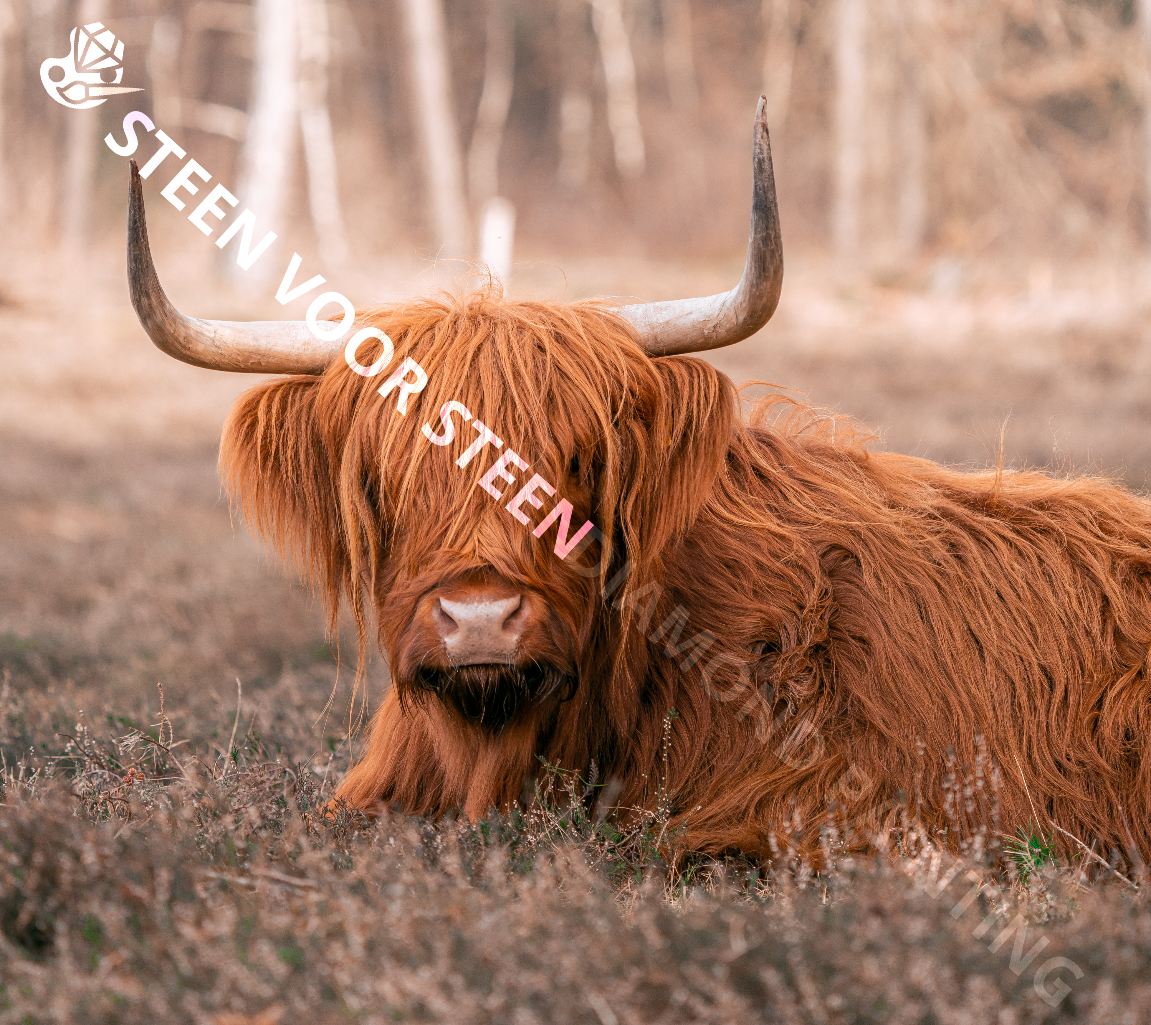 Reclining Highlander