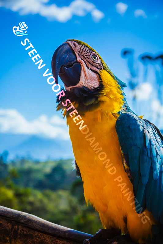 Papageien-blauer gelber Ara