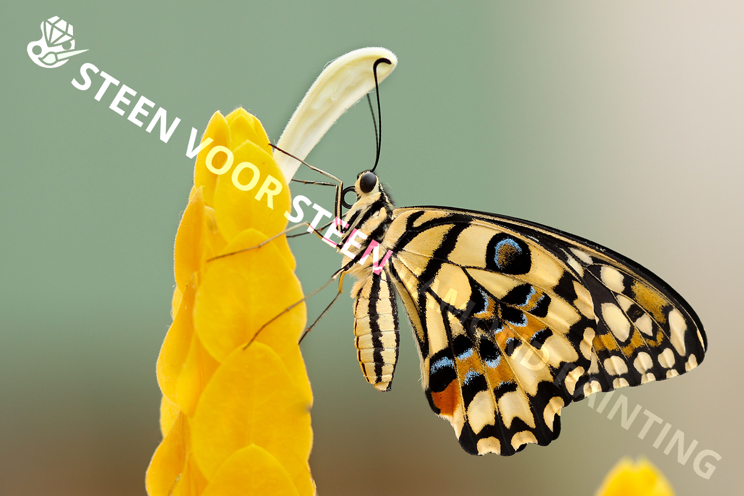 Butterfly Yellow Accents