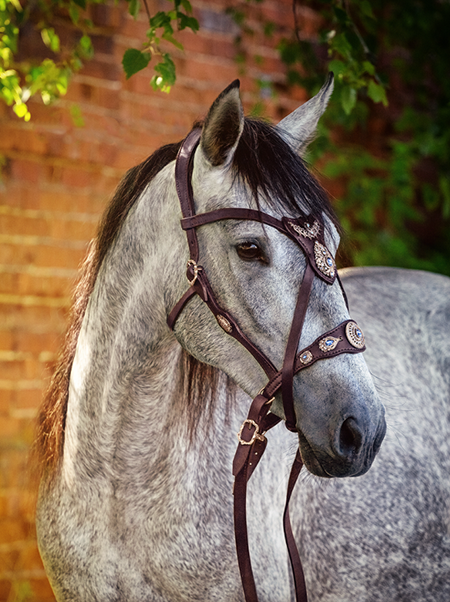 Paard Andalusier