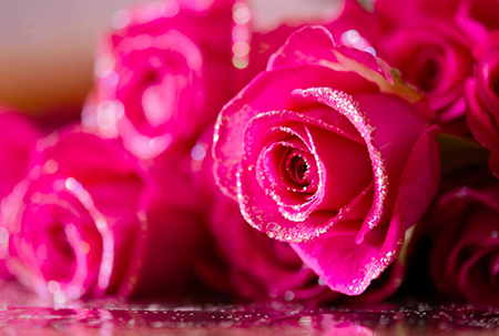 Rozen