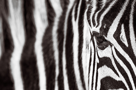 Zebra Close Up