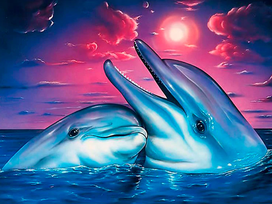 Dolphin duet