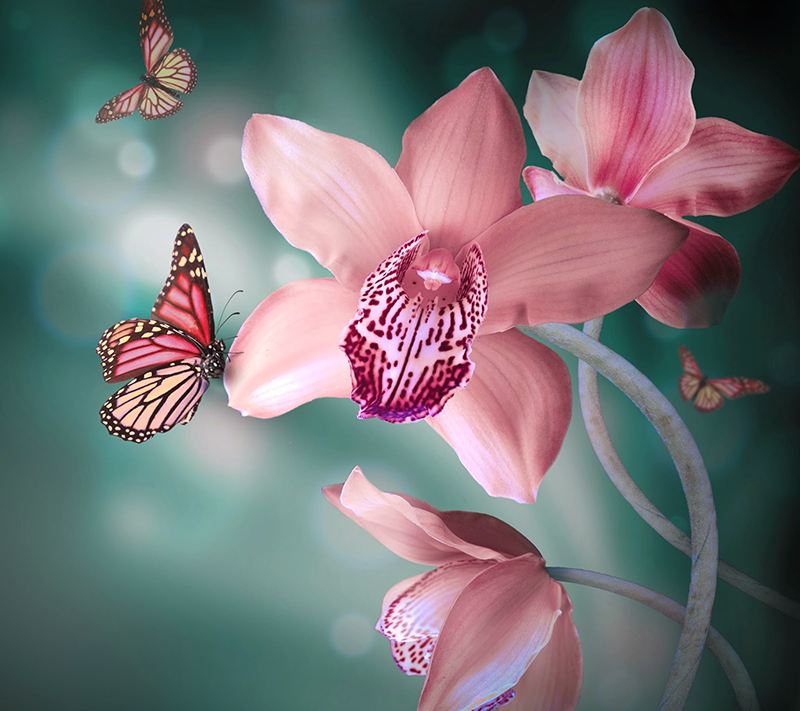 Orchidee mit Schmetterling